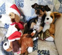 Bella And Her Christmas Buddies