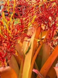 Aechmea blanchetiana in bloom