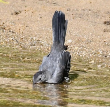 A Very Thirsty Bird on Long Island,  New York