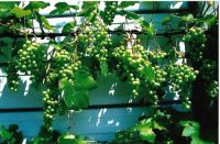 Grapes galore