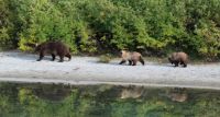 The 3 bears, Alaska