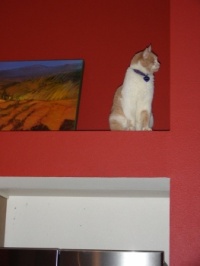 Tai in our new house in Renton.