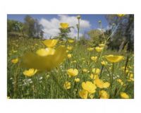 Meadow of Buttercups