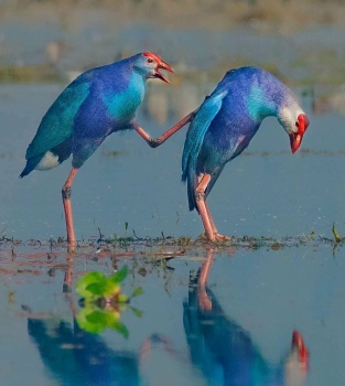 Solve Funny Birds - photo by Mickey Gaurav jigsaw puzzle online with ...