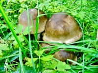 Fungi Fun