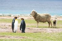 emperor-penguins-and-sheep-falklands