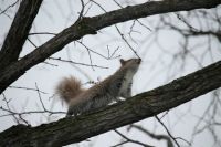 Squirrel Yoga