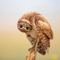An Owl Living on Long Island,  NY