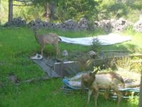deer in our yard