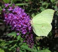 Citroenvlinder  --  Gonepteryx rhamni --  on our Buddleia