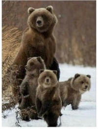 Mama bear and 3 cubs