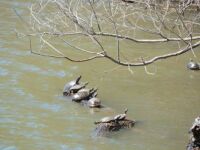 Painted turtles