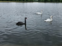 Kensington Garden - London