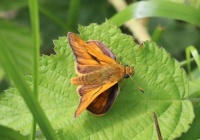 Large Skipper - Ochlodes sylvanus (Groot Dikkopje)