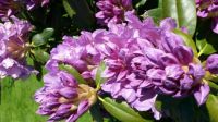 lilla rododendron