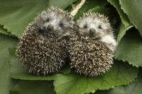 Hedgehogs. Saw one in the garden a couple of evenings ago!!