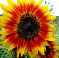 And Another Sunflower