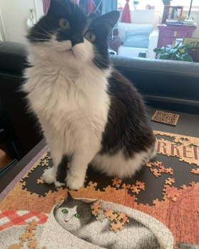 Puzzle cat sitting on puzzled cat