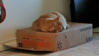 Sleeping ON instead of IN a box