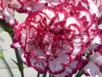 Red & White Carnation