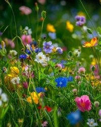 Colorful Wildflower Wonders