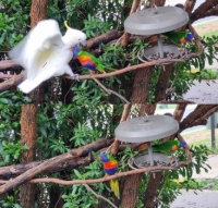 Rainbow Lorikeet v Sulphur Crested Cockatoo