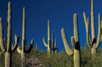 Saguaro-cactus-Arizona for Helenpuz