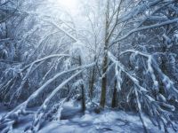 winter_forest_trees -hard