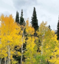 Pines and Aspen in Autumn