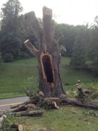 Screaming tree!