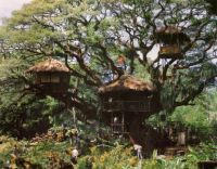 The Real Swiss Family Robinson Treehouse in Tobago