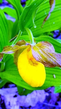 Yellow Lady's Slipper wild orchid