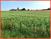 Flowers among the grain.