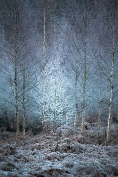 Frostiest-Tree-In-The-Forest-by-Chris-Dale-