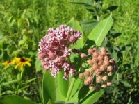 Milkweed blooming with the most intoxicating fragrance