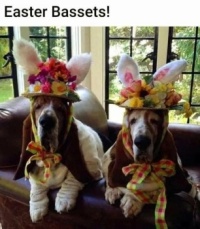 Easter Bassets!!