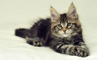 Maine Coon Kitten