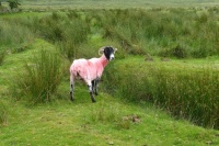rosa Schafe im Dartmoore