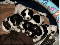 Harriets puppies