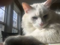 Khao Manee Cat Named Jack