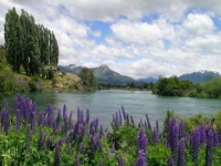 Lupinen am Fluß in Patagonien Argentinien