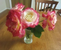 MY NEW ROSE - DOUBLE DELIGHT.