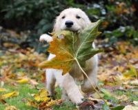 puppy discovery