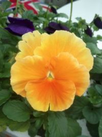 Cheerful winter pansy