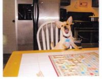 ChiChi playing Scrabble
