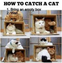 How to catch a cat!