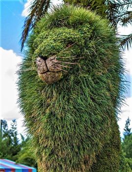 Lion topiary in Busch Gardens- Tampa, Florida