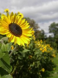 Sunflowers - Riverview Farm NH