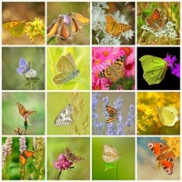 butterfly collage