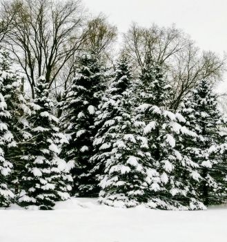 Minnesota snow!